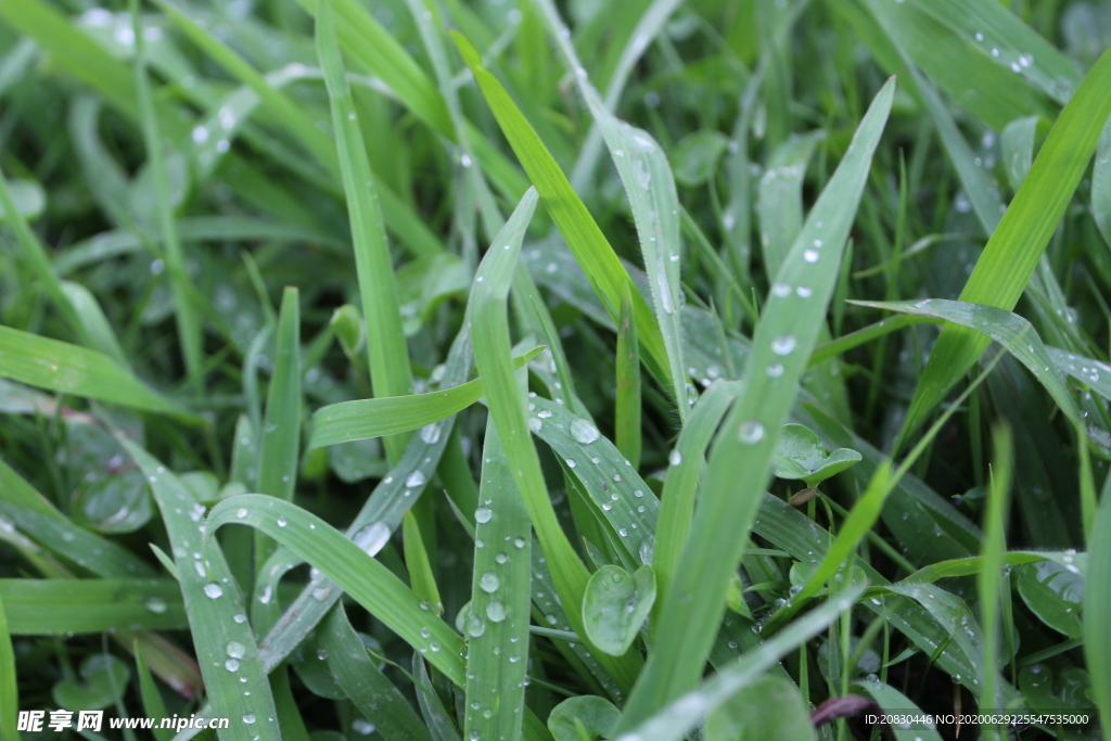 草上的水珠