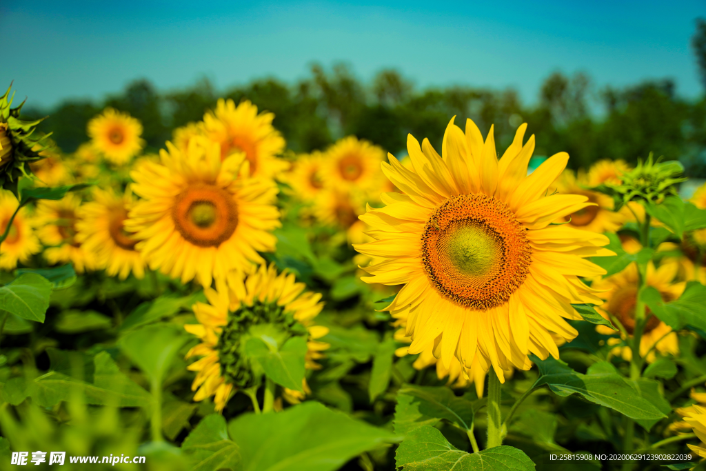 太阳花葵花向日葵图片