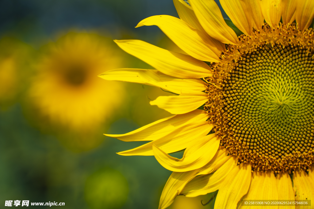 太阳花葵花向日葵图片