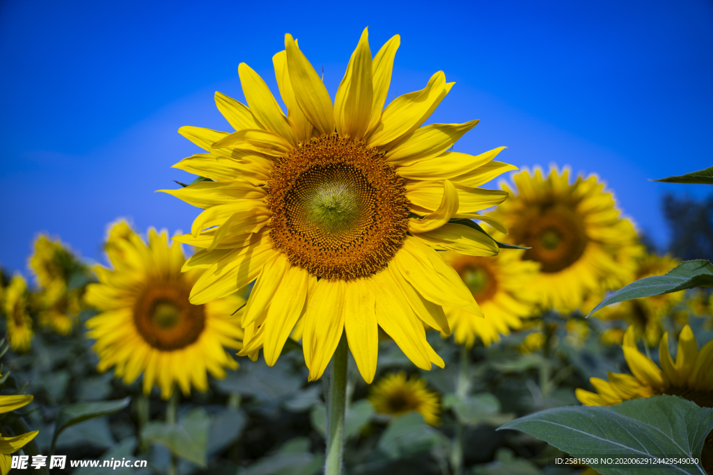 太阳花葵花向日葵图片