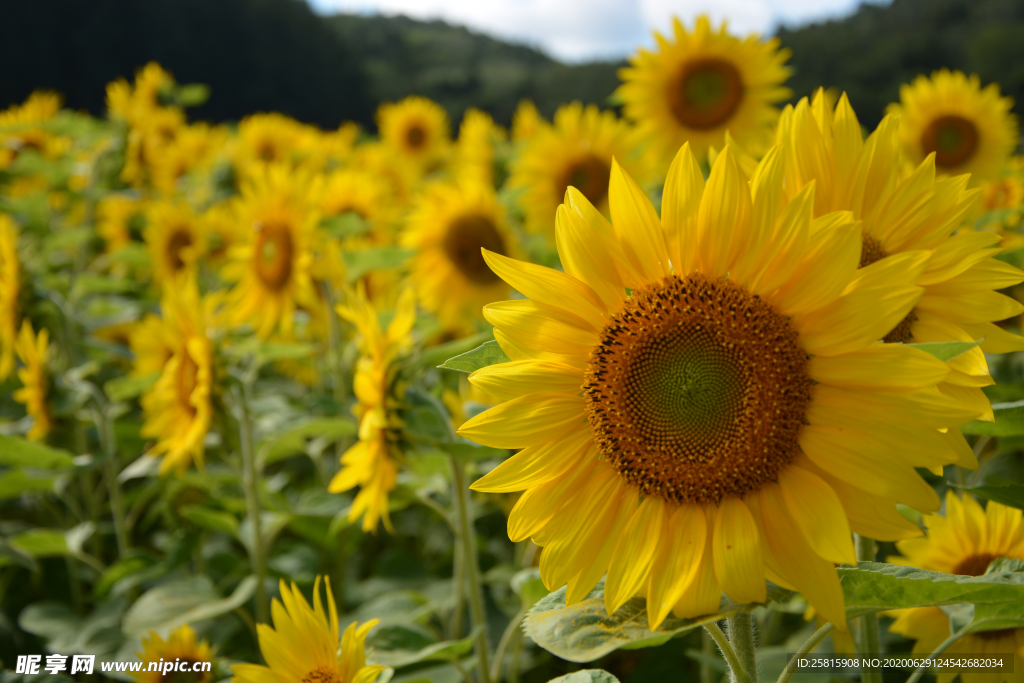 太阳花葵花向日葵图片