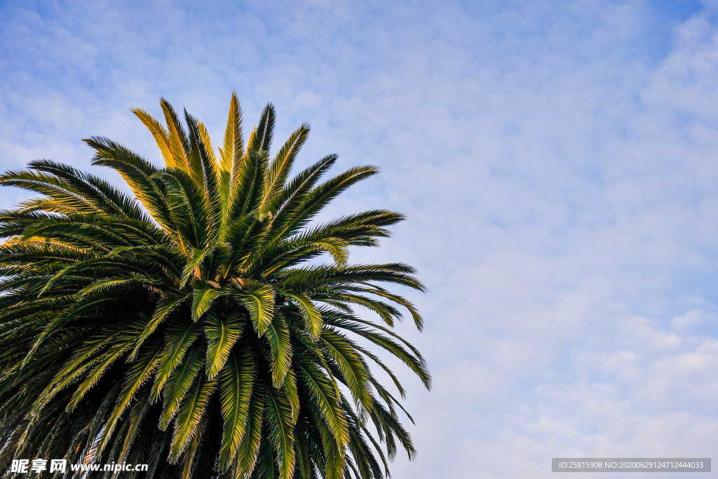棕榈树图片