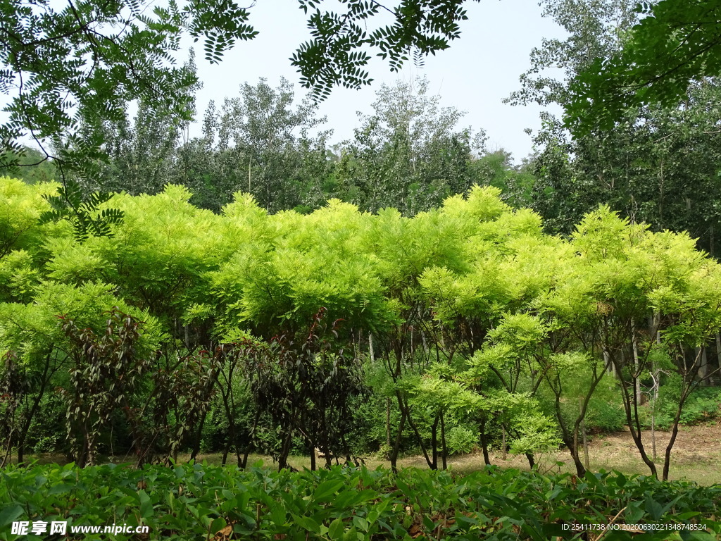 美丽绿色的森林