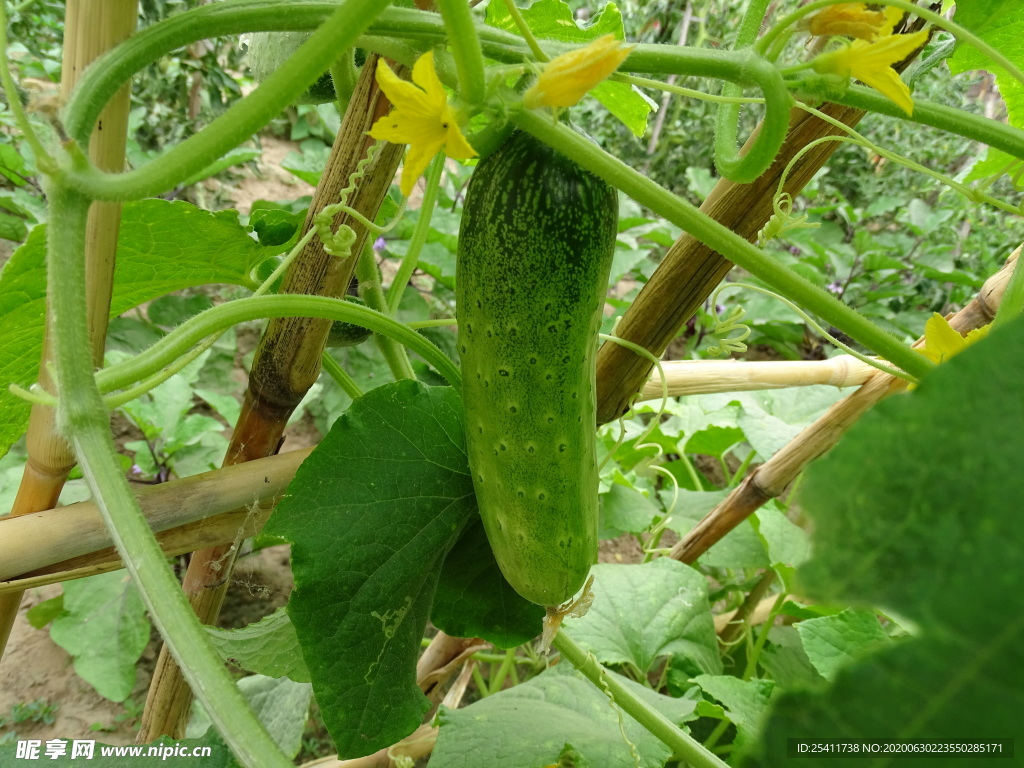 黄瓜生长高清图