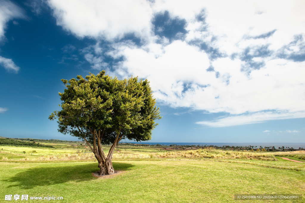 一棵树唯美图片