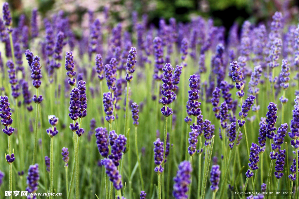 薰衣草图片