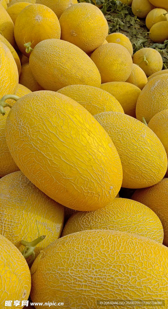 黄皮哈密瓜