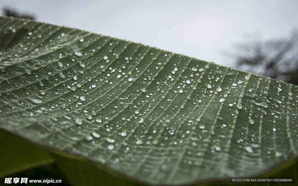 荷叶上的雨滴局部特写拍摄