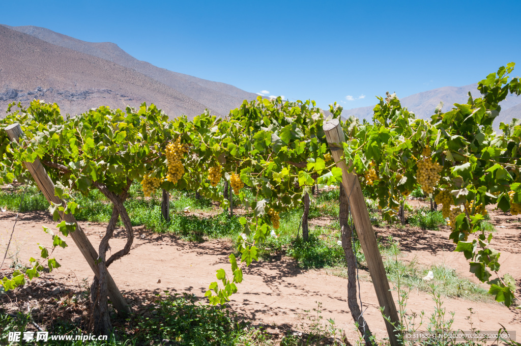 葡萄园