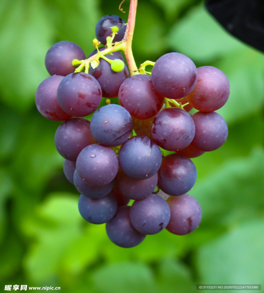 葡萄