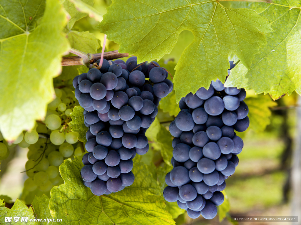 葡萄