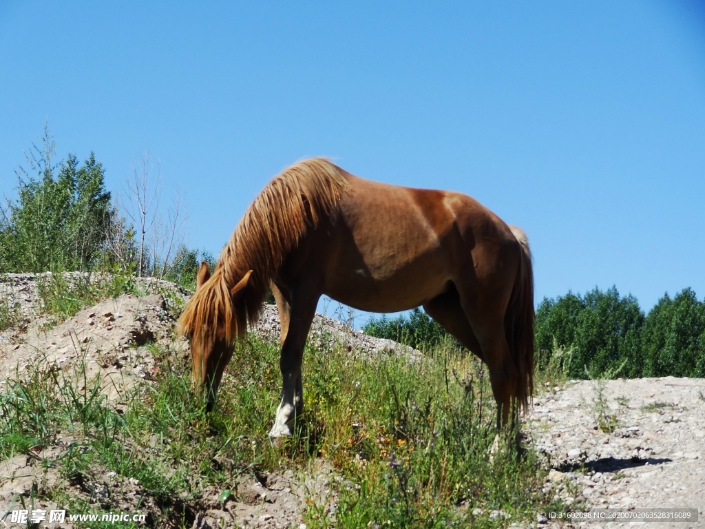 吃草的马