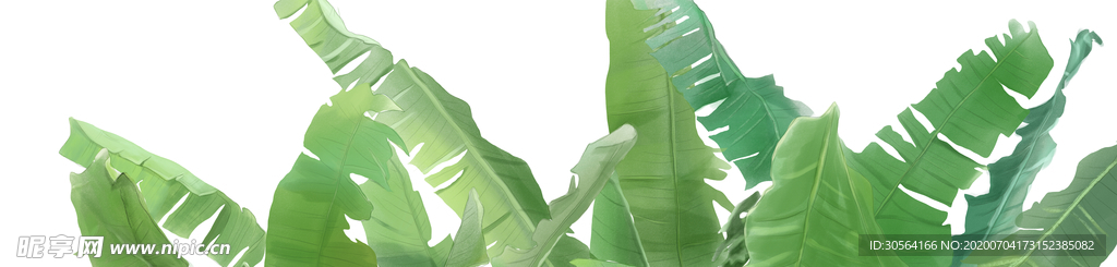 绿色树叶植物清新传统插画背景