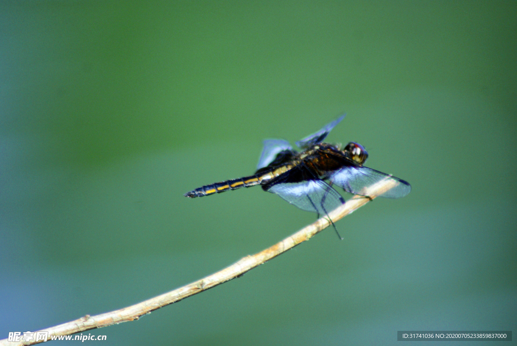 蜻蜓