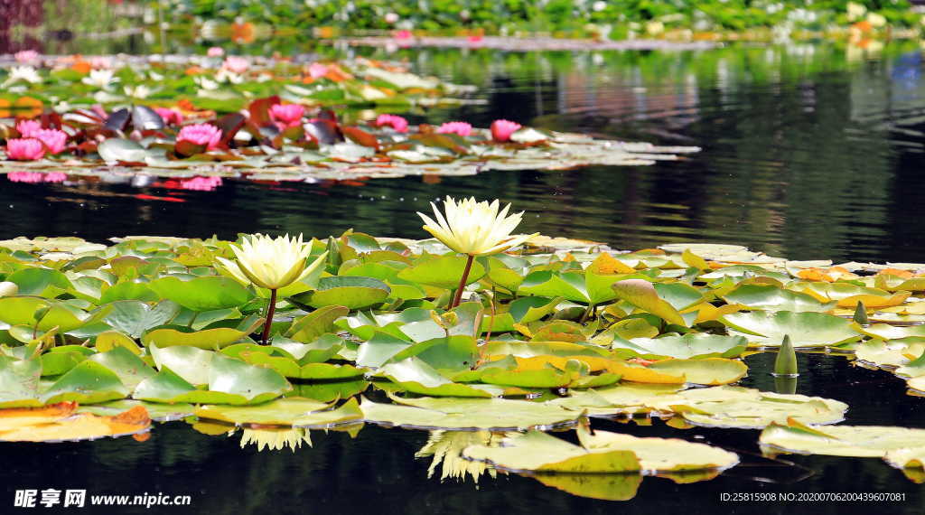 睡莲图片