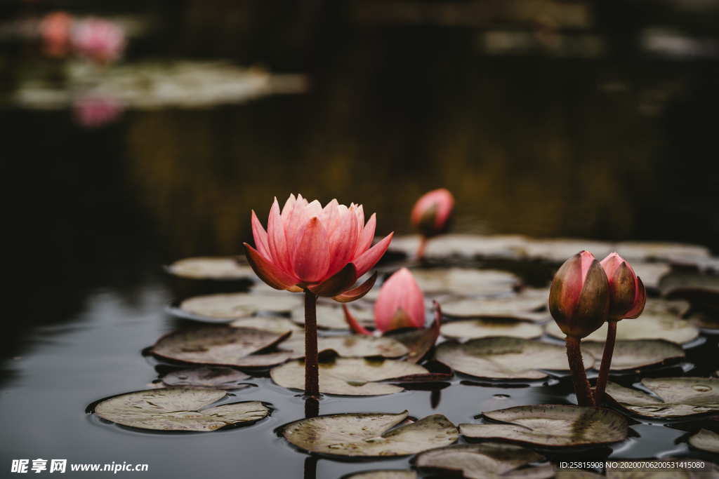 睡莲图片