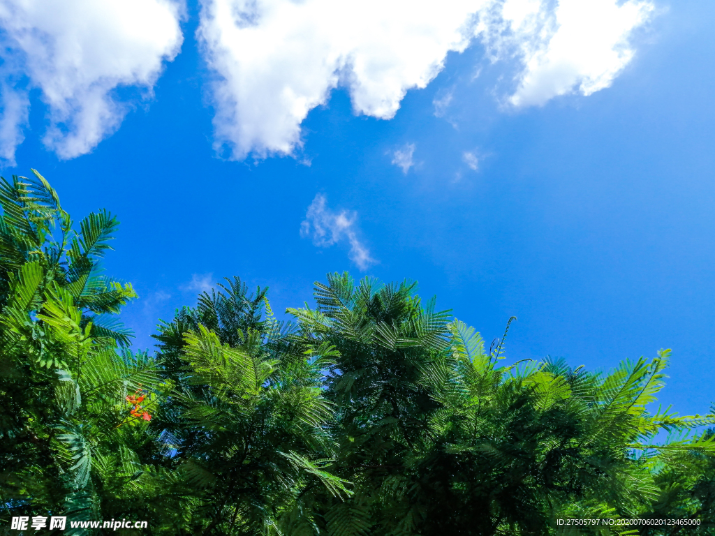 蓝天绿叶