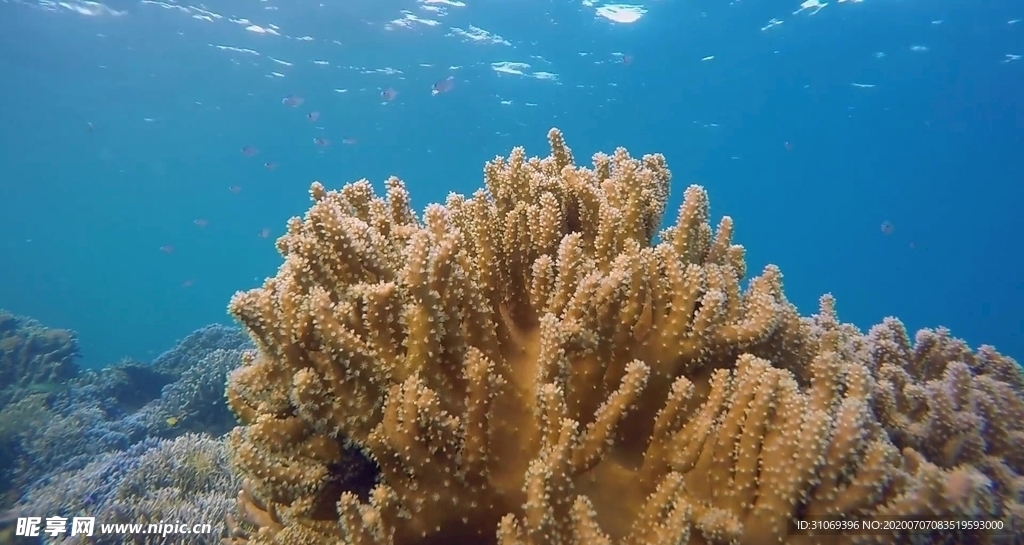 海底金色珊瑚