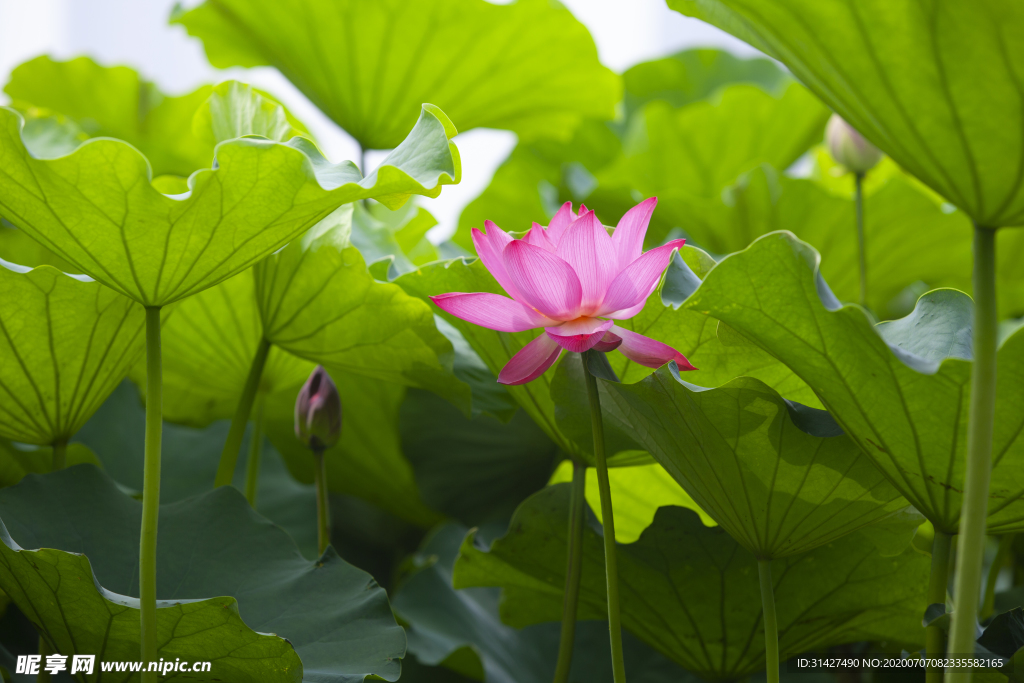 映日荷花别样红