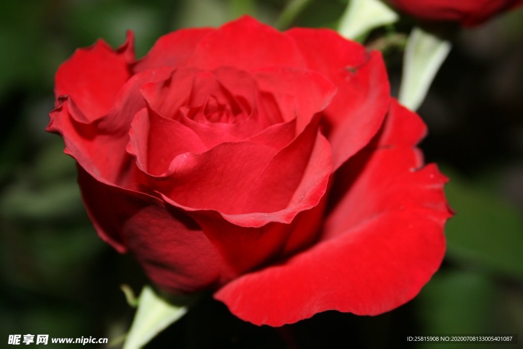 红玫瑰
