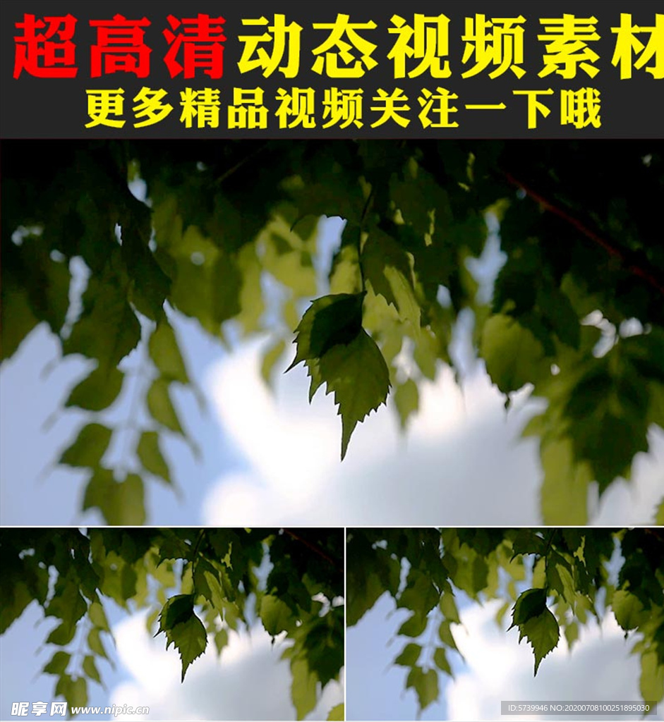 蓝天白云植物树树叶视频素材