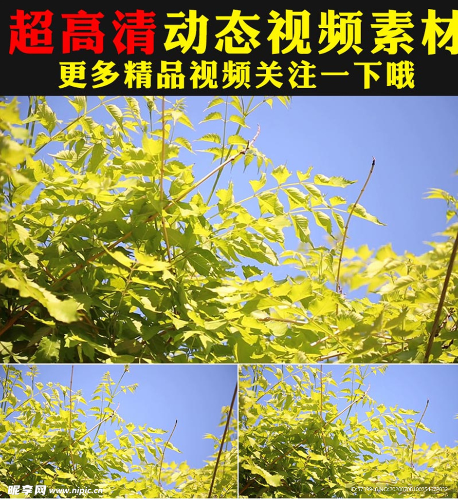 野草青草叶子实拍视频素材