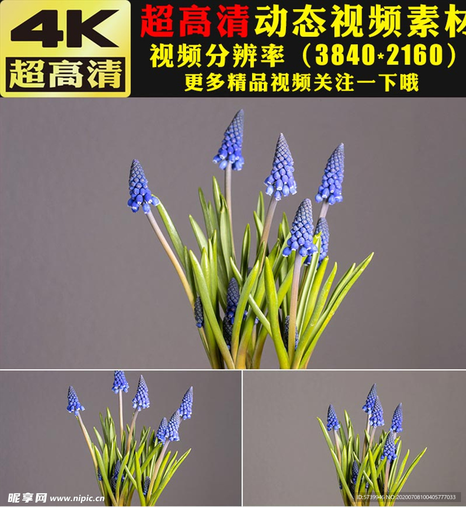 鲜花盛开特写延时摄影视频素材