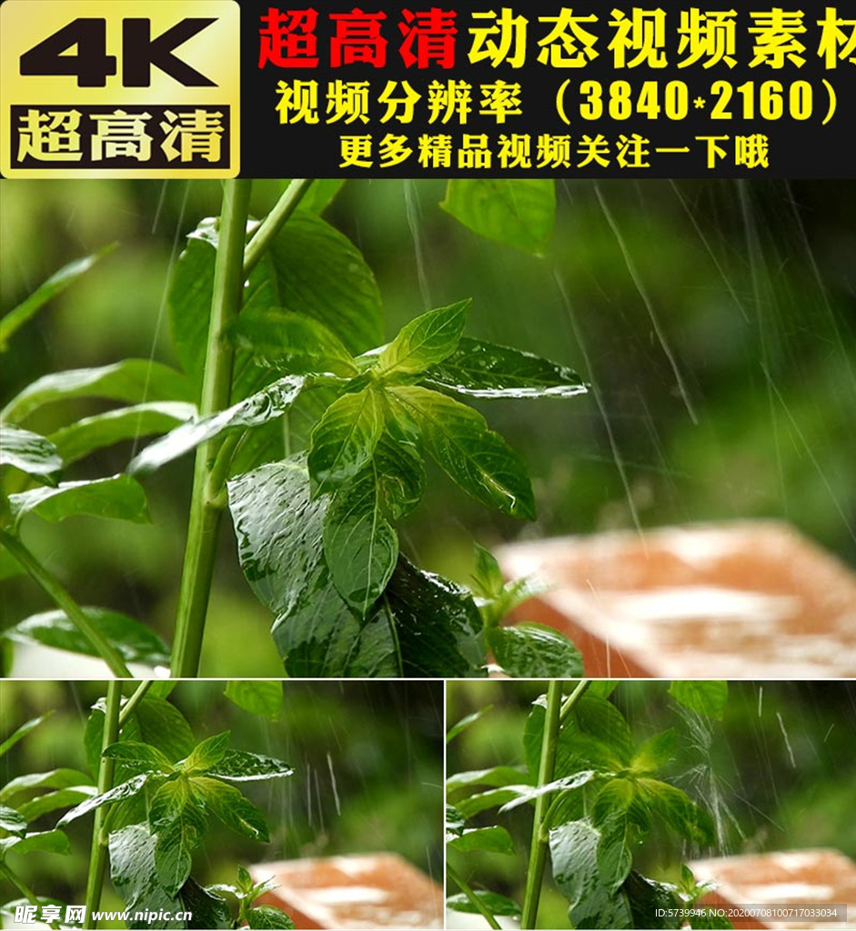 清爽公园森林下雨实拍视频素材