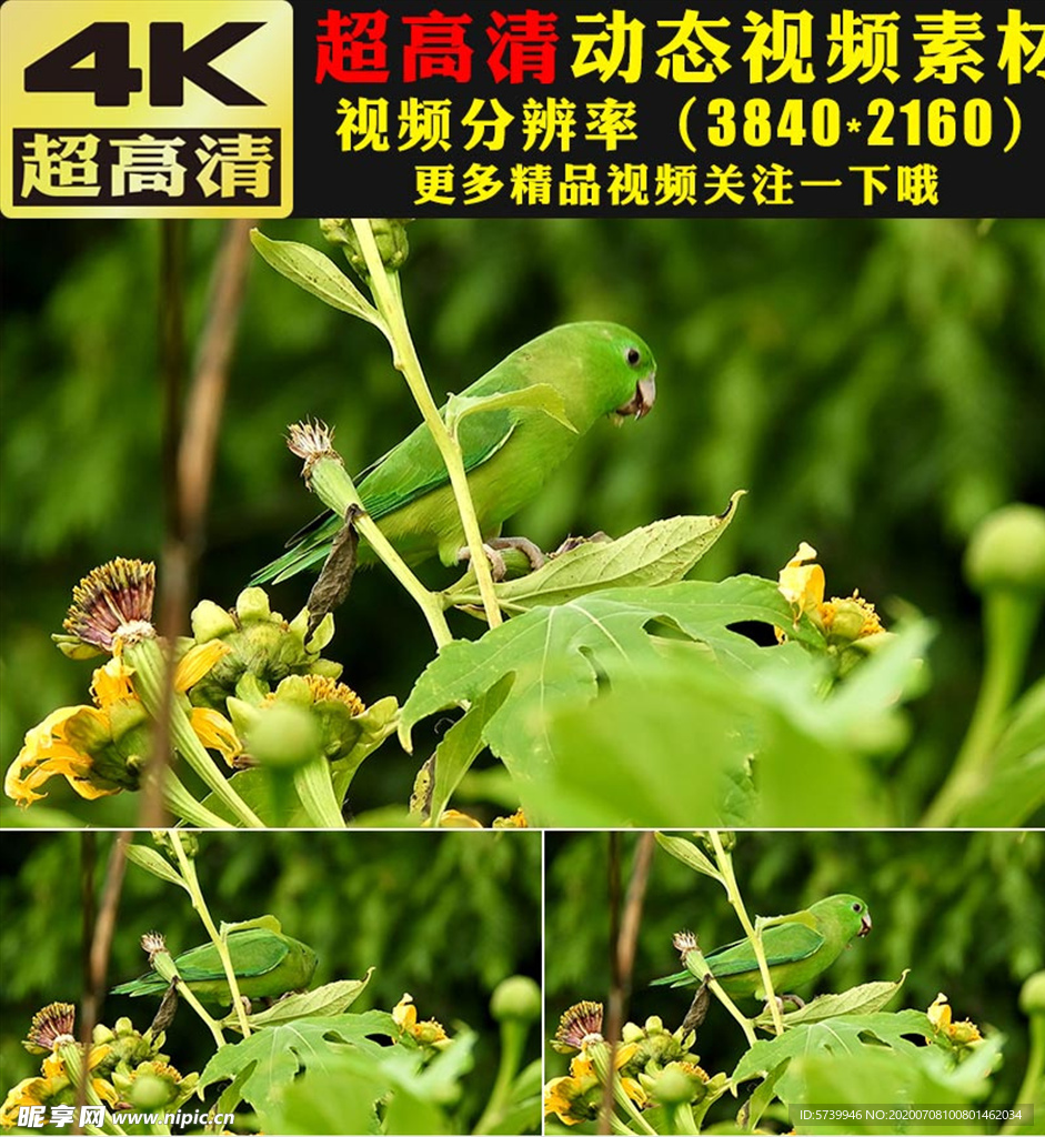 绿叶植物小鸟空镜头实拍视频素材