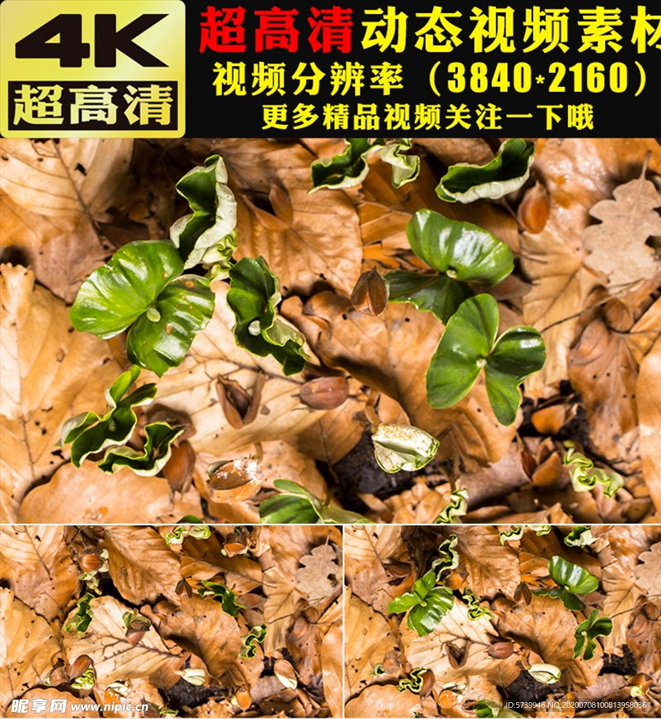 种子破土而出生长发芽实拍视频