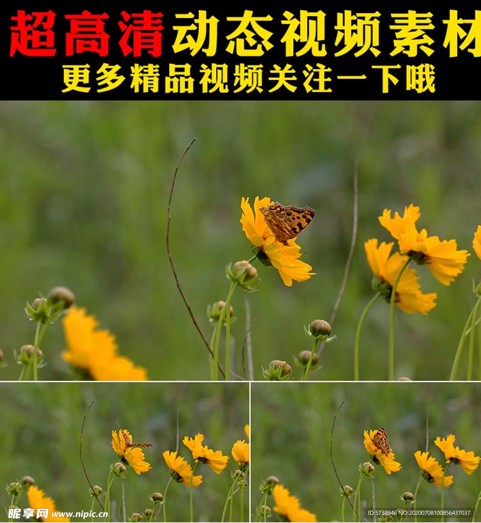 蝴蝶飞舞鲜花盛开春天视频素材