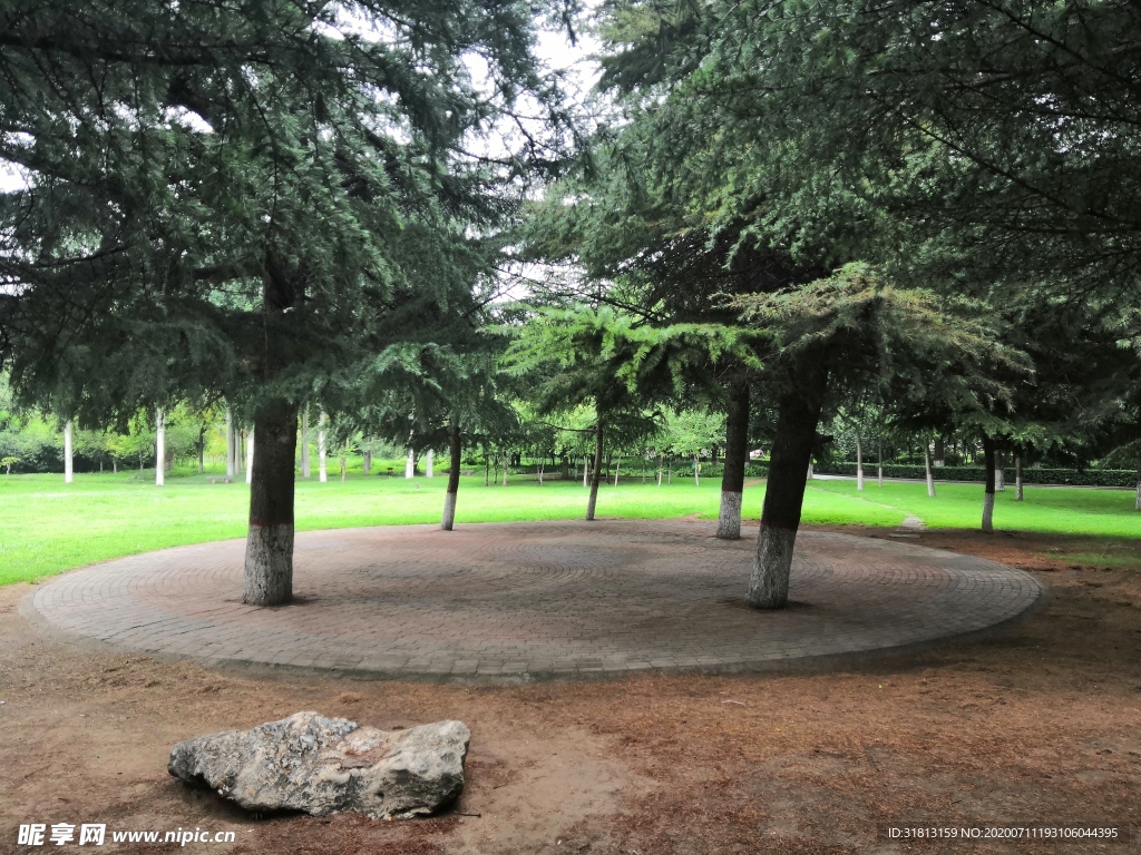 济源清趣园松树