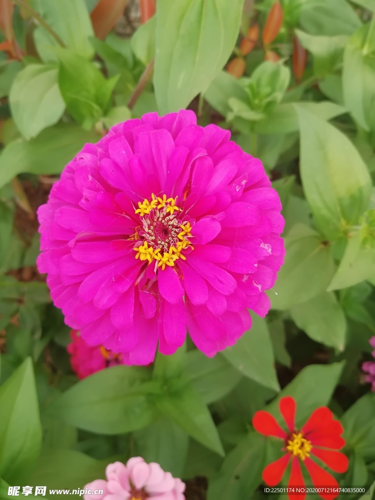 百日菊