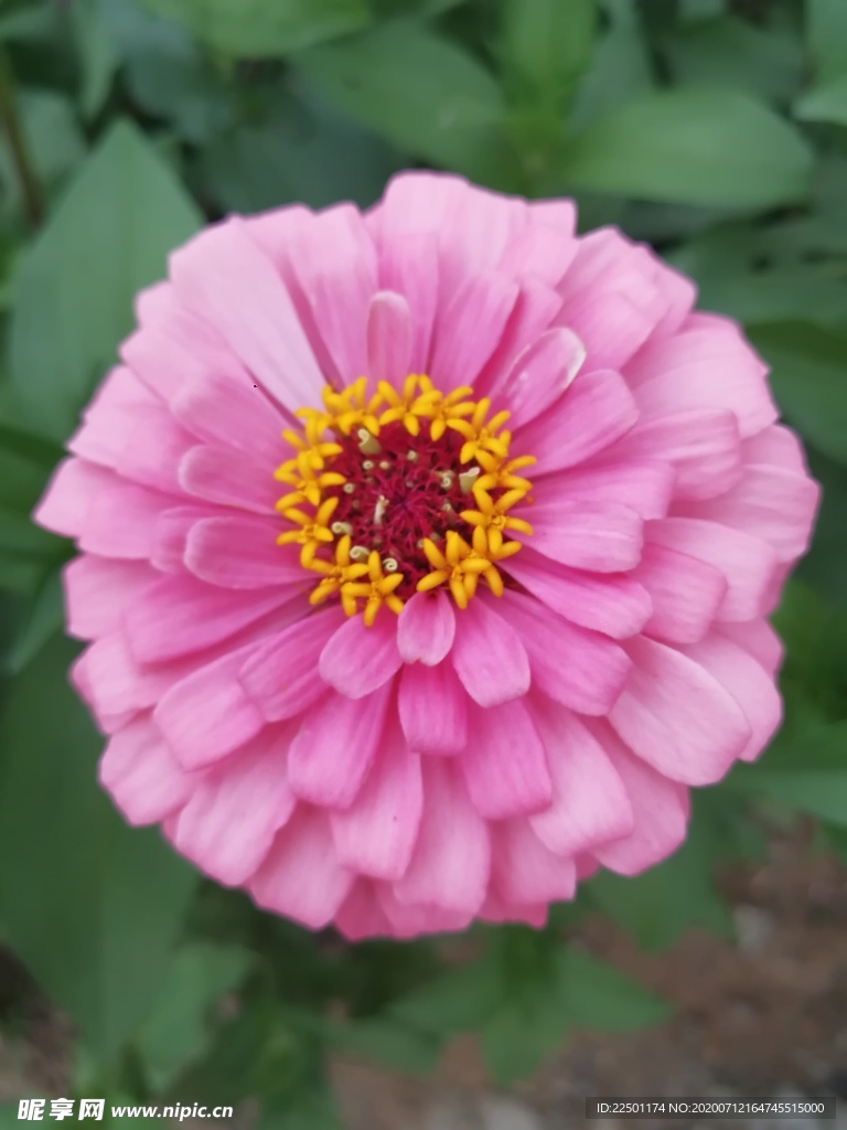 盛放的百日菊
