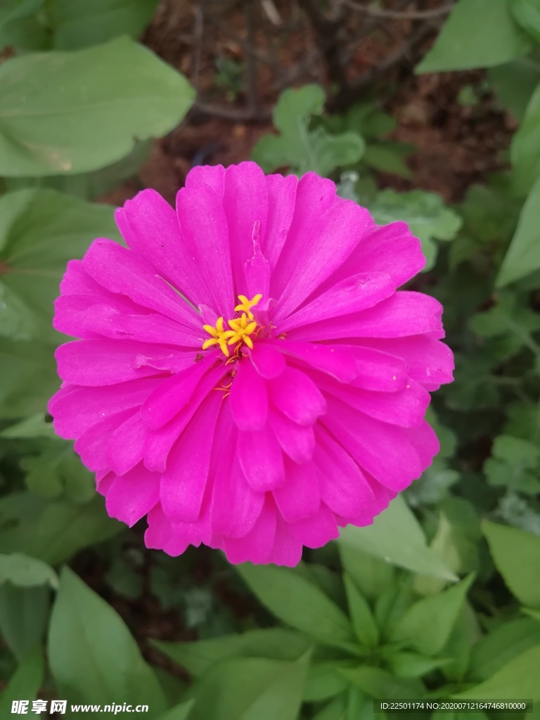玫红色百日菊
