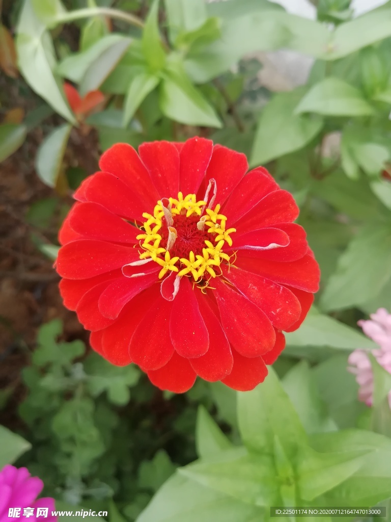 大红色百日菊