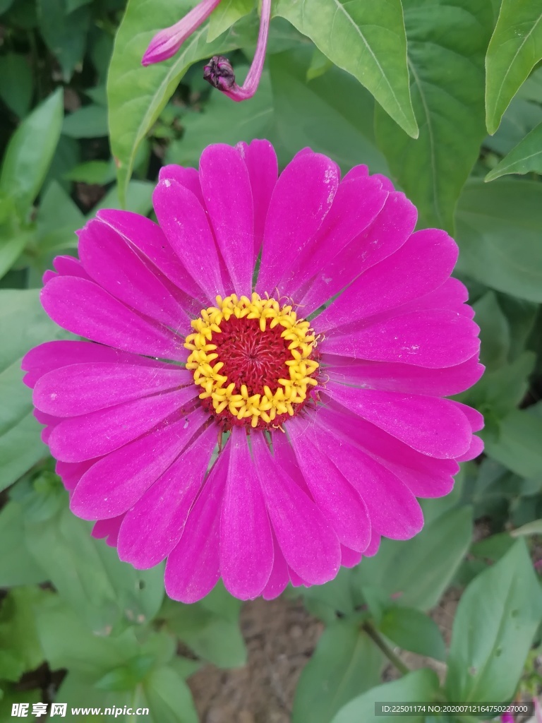 百日菊