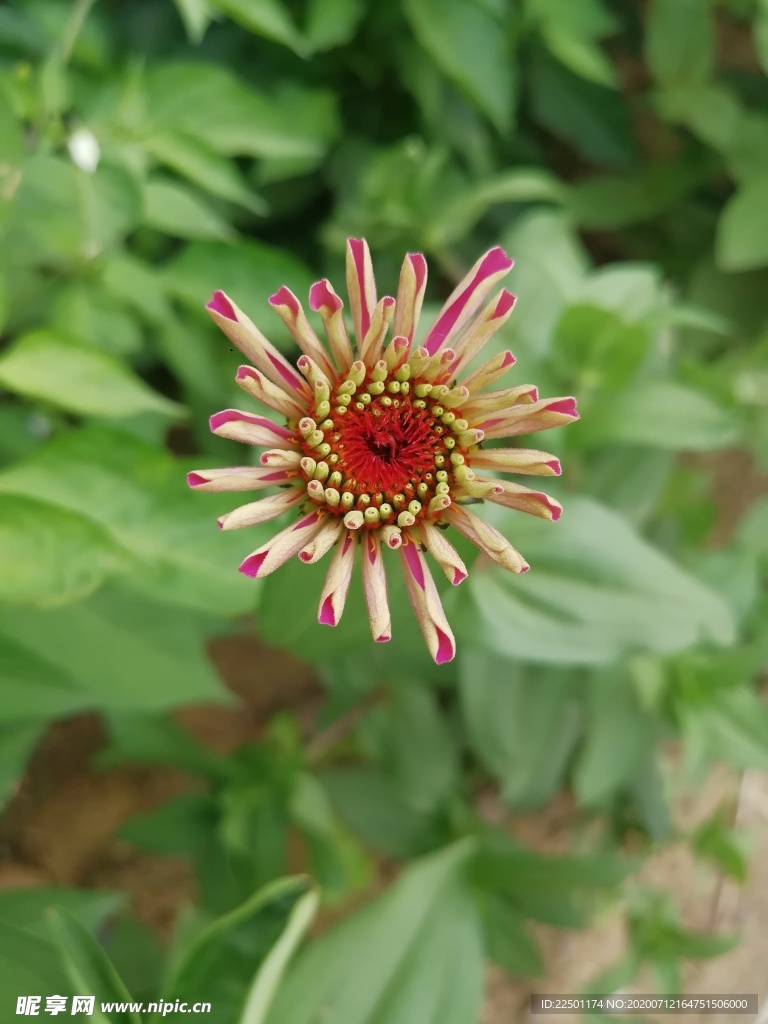 含苞待放百日菊