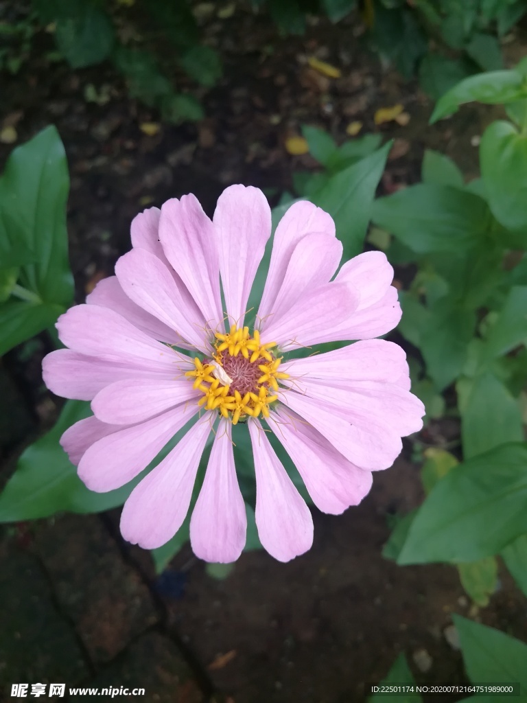 百日菊