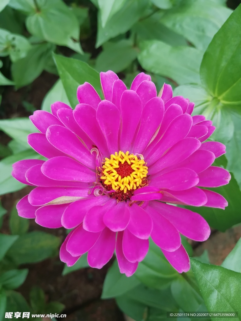 玫红色百日菊