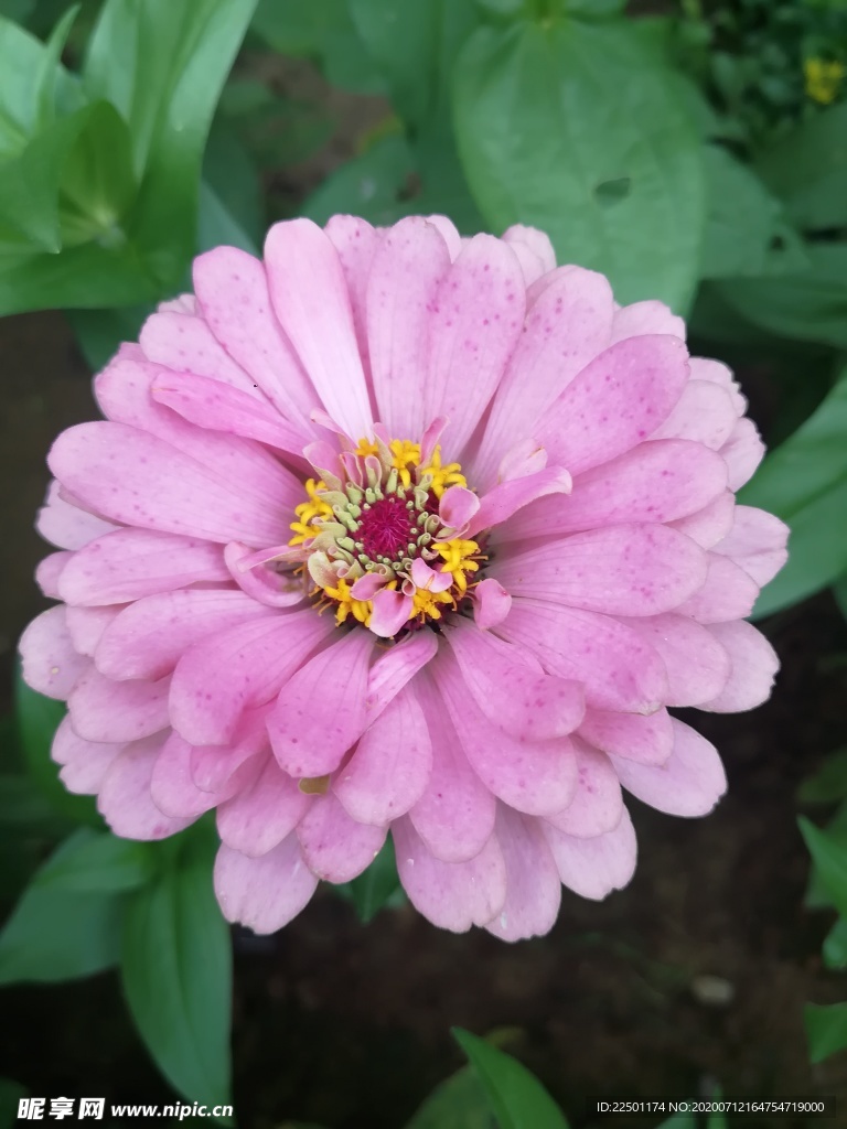 浅粉色百日菊