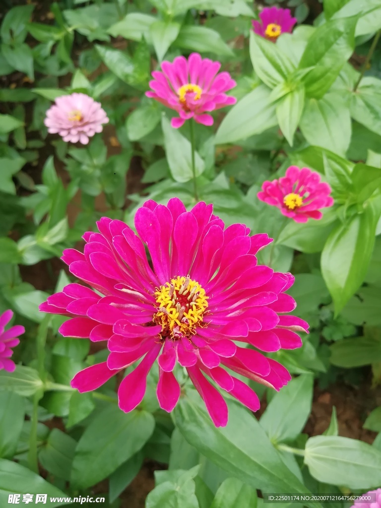 玫红色百日菊