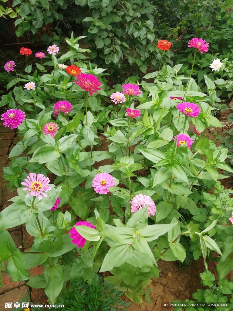 百日菊花园