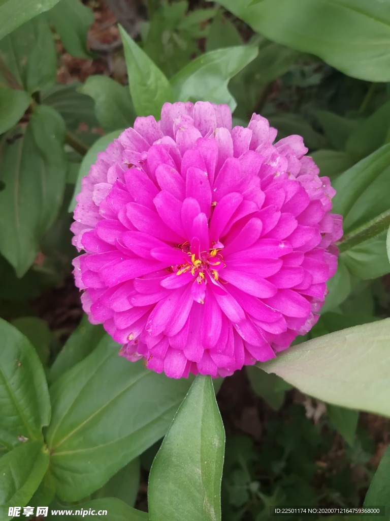 洋红色百日菊