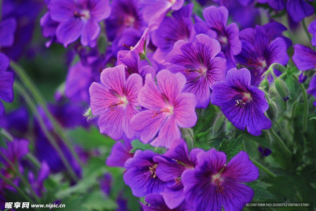 洋绣球 入腊红 石腊红 日烂红