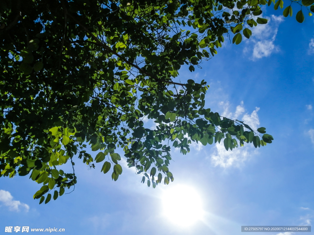 蓝天绿叶