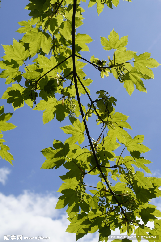 绿色枫叶