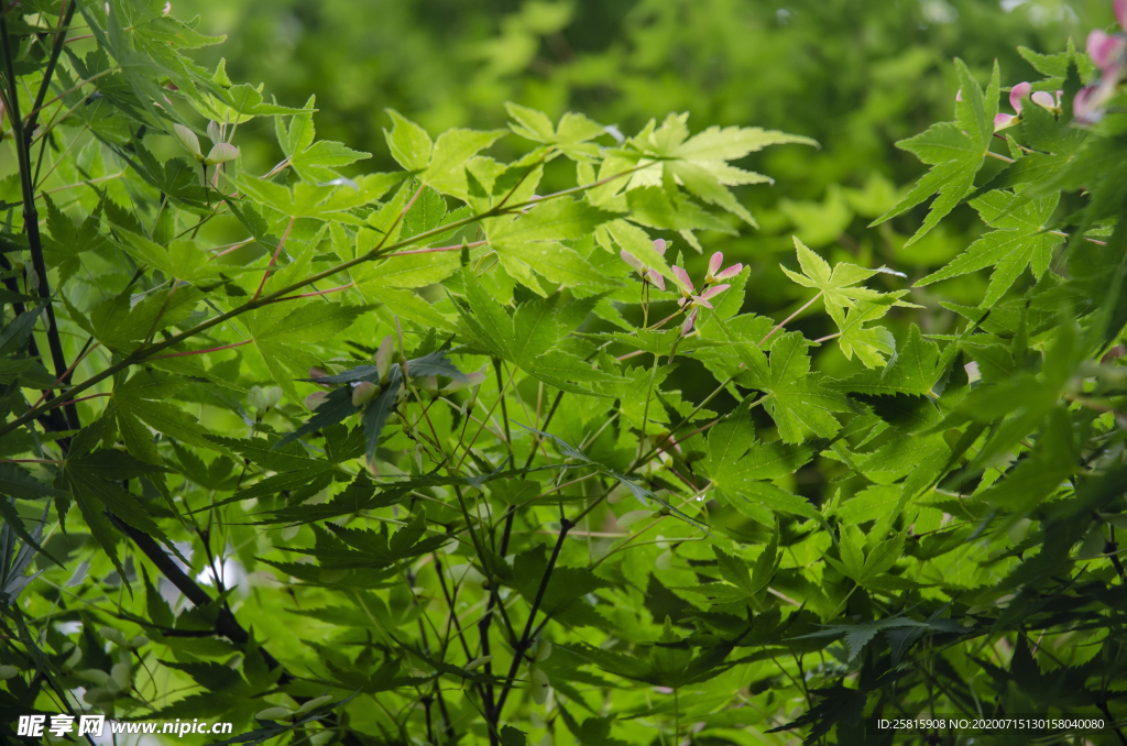 绿色枫叶