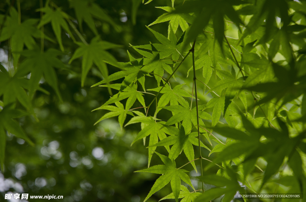 绿色枫叶