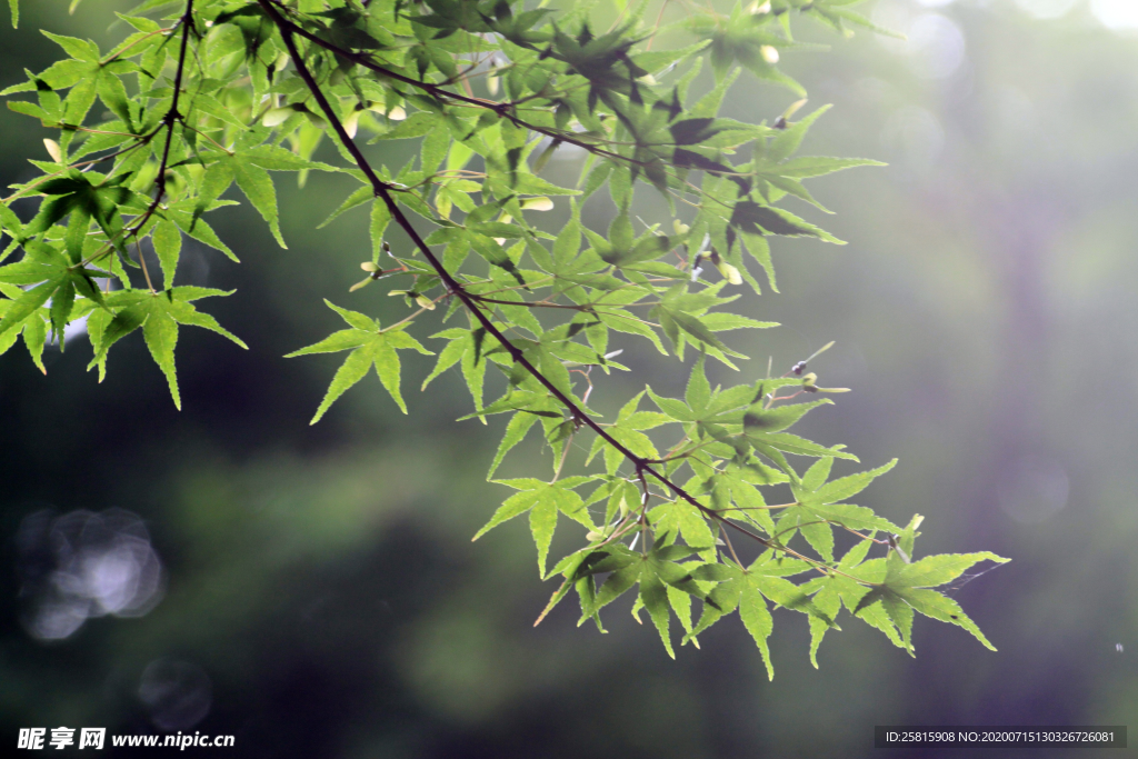 绿色枫叶
